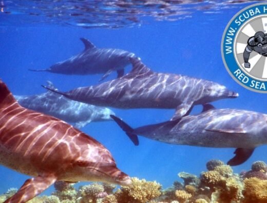 Scuba Hurghada